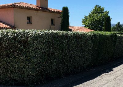 Taille de haie dans résidence de standing